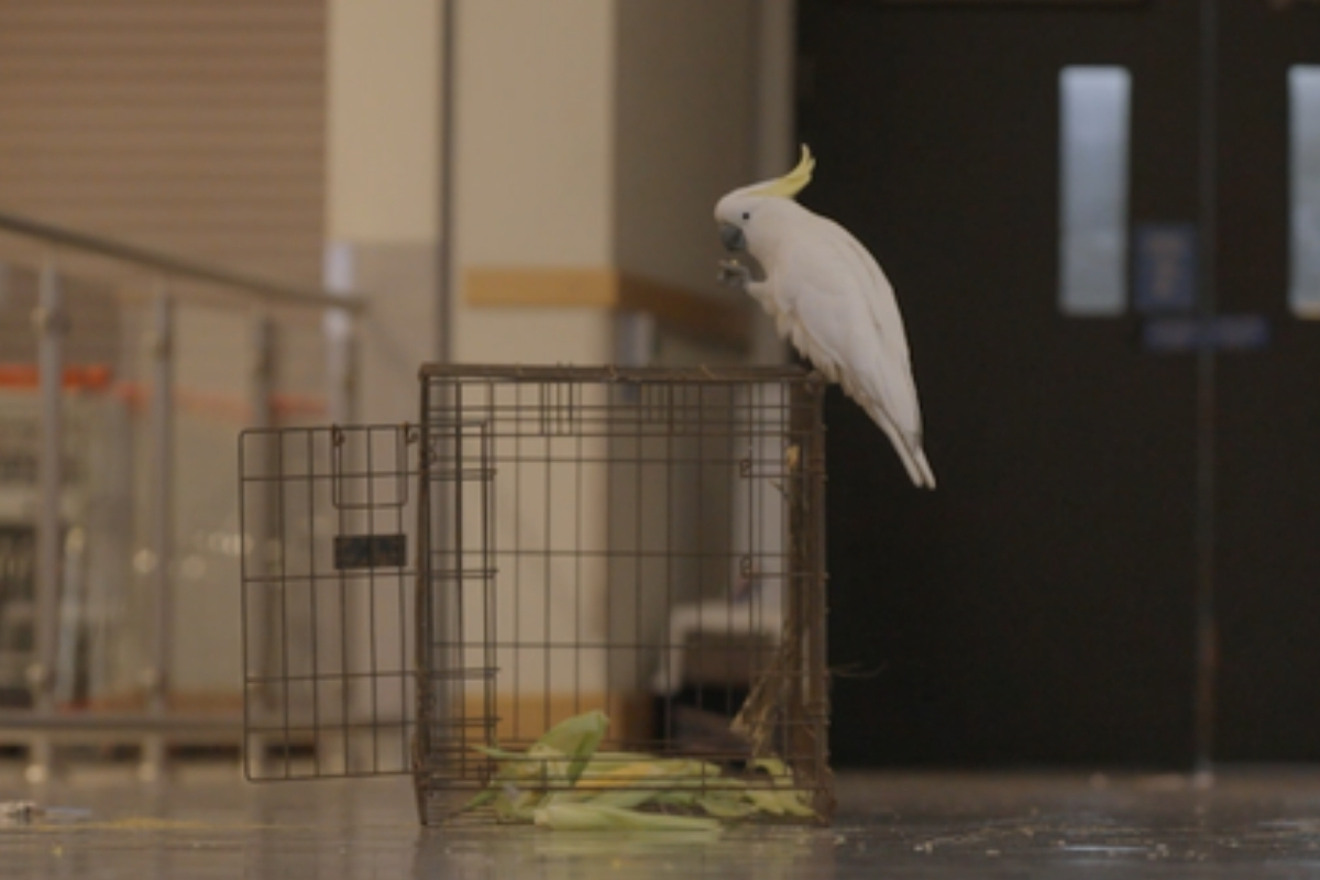 Article image for ‘Doris saves the day’ – How Mickey the cockatoo was lured out of Coles