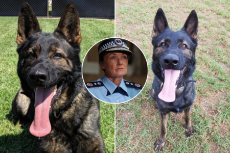 Top Cop says technical issue likely led to devastating death of two police dogs