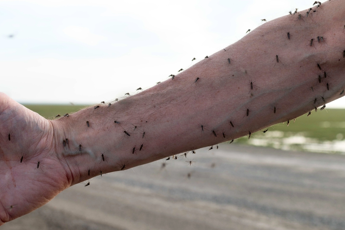 Article image for ‘Finally gone’ – Sydney’s mosquito plague seems to be over