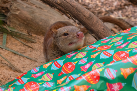 Koalas, Crocs, and Christmas Spirit: A peek inside Ballarat Wildlife Park