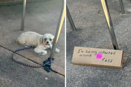 Locals outraged: Dog left outside stranded with note while owner goes for run