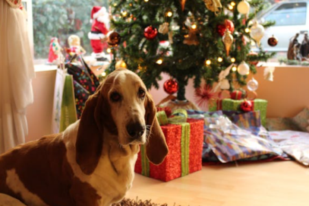 Top tips for a Merry (and safe) pet Christmas