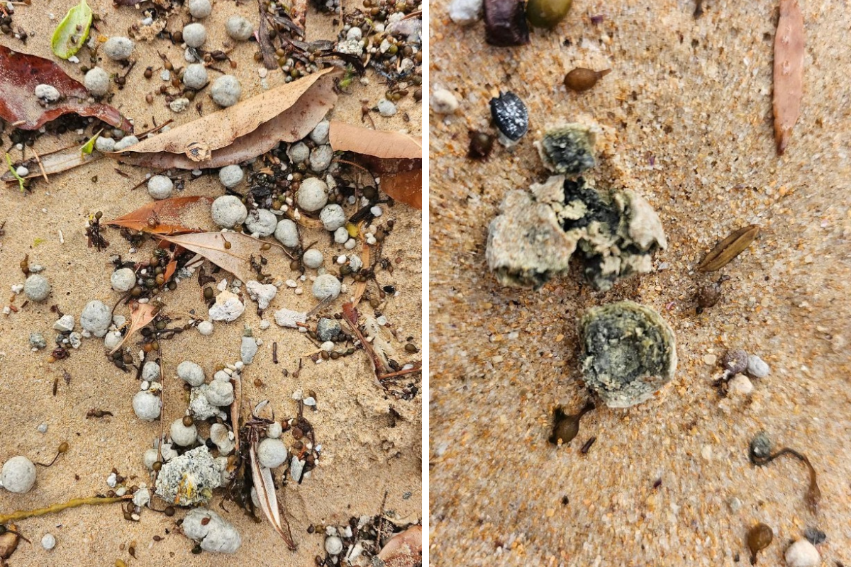 Article image for Northern Beaches close as mystery debris washes ashore